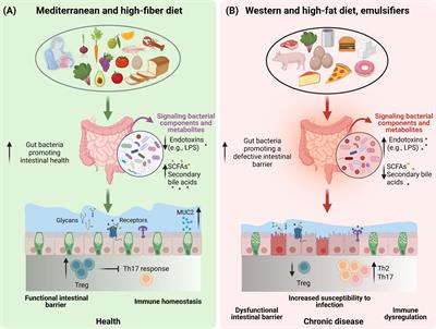 Diet, microbiota, and the mucus layer: The guardians of our health